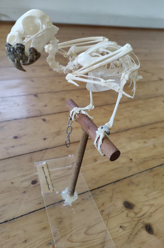 Vogelskelett vogelpräparat - vogelskelett,