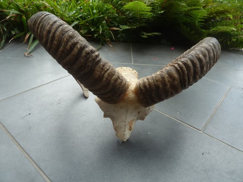 Mufflon widder geweih - widder,