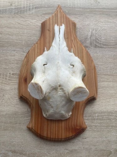 Schädel damhirsch schild deko - schÄdel,