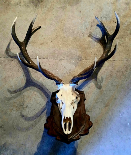 Hirschgeweih trophäe auf - hirschgeweih,
