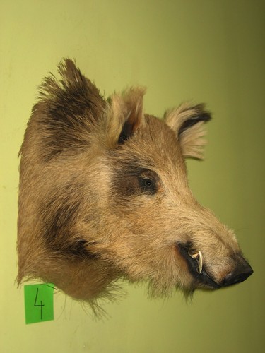 Wildschweinkopf groß gefleckt