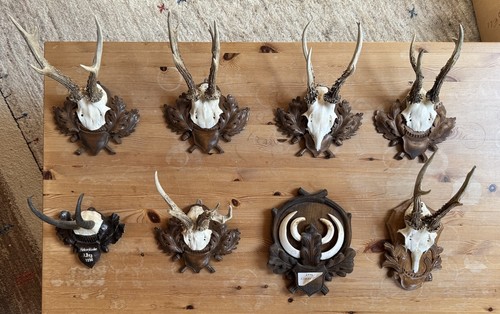 Jagdtrophäe rehbock - 8x,