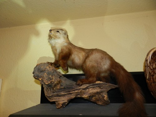 Steinmarder tierpräperat auf - tierpräperat,