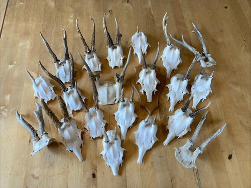 Rehgehörne rehbock gehörn - rehgehörne,