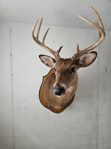 Präparat hirsch mit - mit,