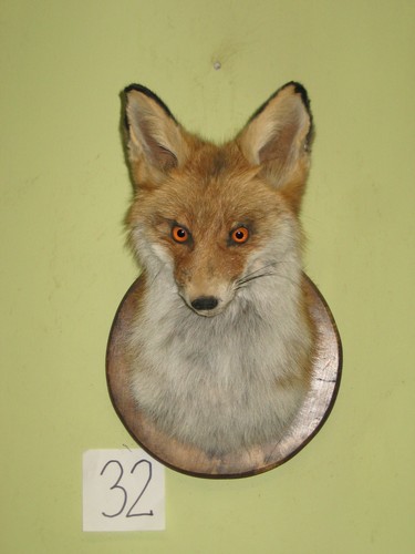 Fuchs kopf präparat - fuchs,