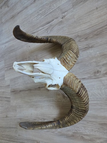 Mufflon widder schädel - mufflon,, widder,