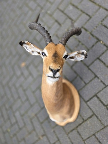 Impala antilope afrika kopf - impala,