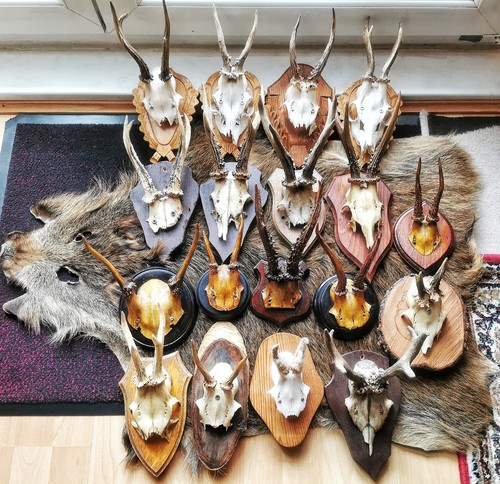 Konvolut jagdtrophäen und - konvolut, 18