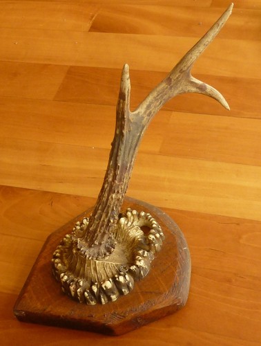 Konvolut rehbock 6er - 6er, geweih