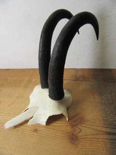 Gams gamsbock gämse - gams,