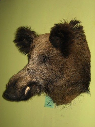 Wildschweinkopf maximum - , (2)