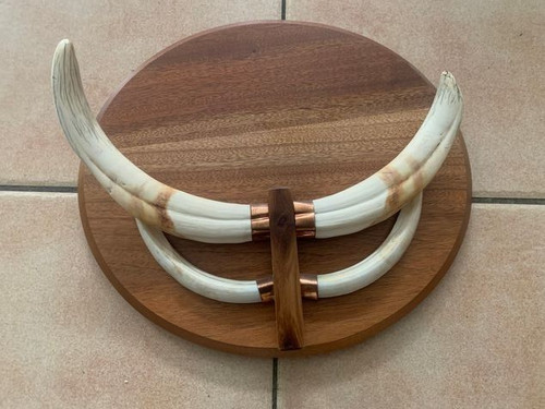 Warzenkeiler jagdtrophäe - ,