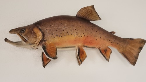Saibling fischpräparat - saibling,