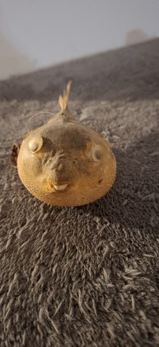 Echter kugelfisch präparat - kugelfisch,