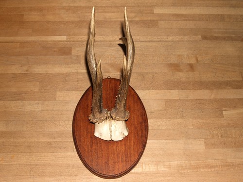 Rehgeweih auf holzplatte - rehgeweih,