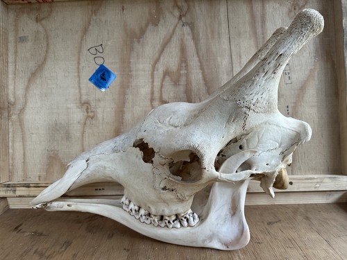 Neu giraffen schädel giraffe - giraffen,