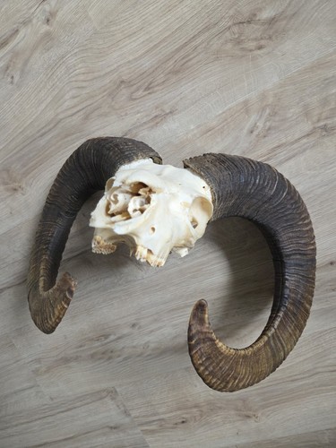 Kapitaler mufflon gehörn - mufflon,,