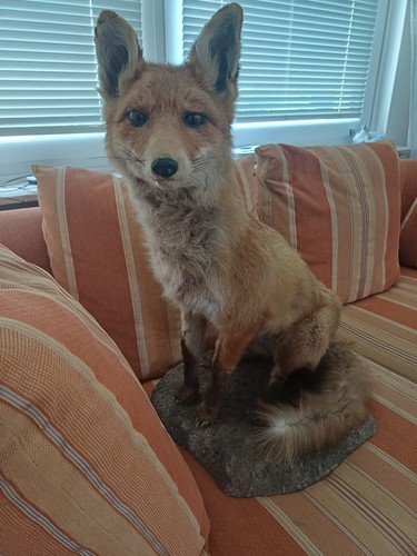 Fuchs ausgewachsen - fuchs,
