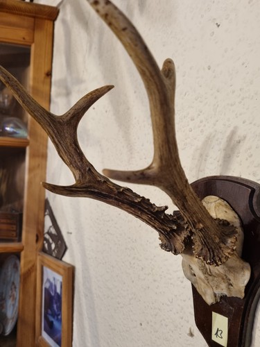 Geweih auf holz - auf,