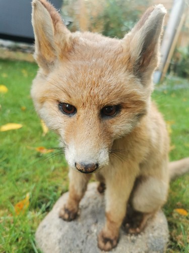 Ausgestopfter fuchs - ausgestopfter,