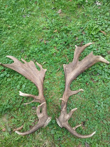 Damwild geweihe 8kg - damwild, 3.8kg
