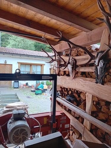 Konvolut geweihe - konvolut,