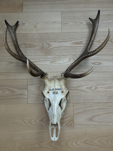 Echter hirschschädel mit - hirschschädel,