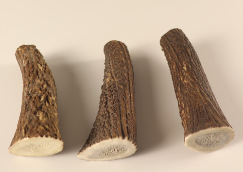 Geweih hirschhornstück horn - hirschhornstück,