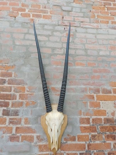 Antilopengeweih oryx - antilopengeweih,