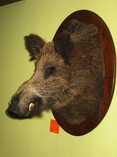Wildschweinkopf maximum - , +
