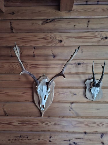 Geweih vom damhirsch aus - geweih,