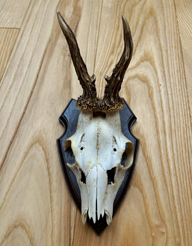 Rehschädel mit geweih auf - rehschädel,