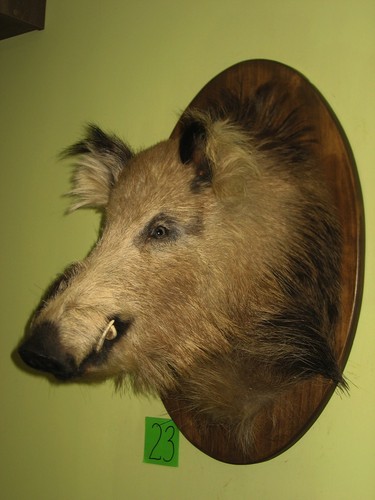 Wildschweinkopf groß - , (23)