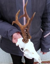 kapitales Rehbockgeweih 381g