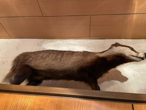 Präperierter dachs selbst - -,