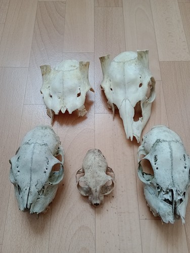 Tierschädel echt 2 - echt,,