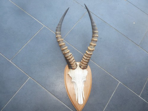 Blessbock antilope geweih aus - blessbock,