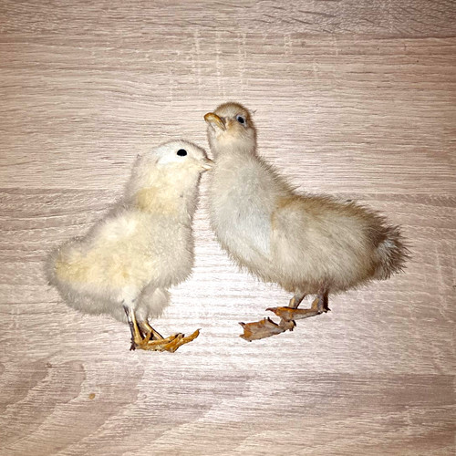Verkaufe ein hühner küken - verkaufe,