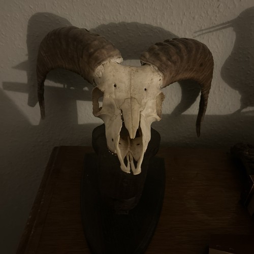 Mufflon steinbock trophäe - steinbock,
