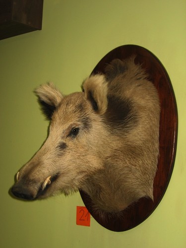 Wildschweinkopf maximum - (21), +