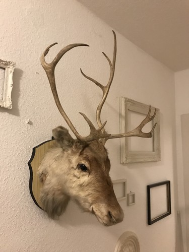 Rentier hirsch kopf geweih - kopf,