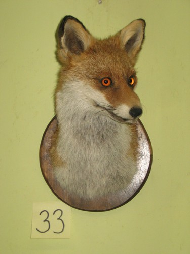 Fuchs kopf präparat - fuchs,