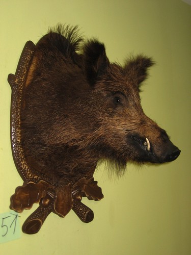Wildschweinkopf mittel - , +