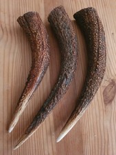 Geweihspitzen Abwurfstangen