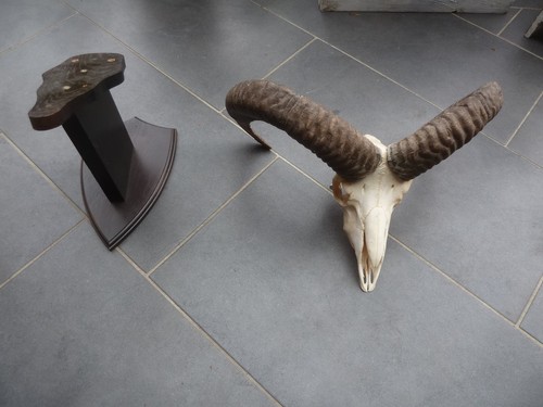 Mufflon widder geweih - widder,