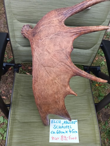 Elch schaufel natur abwurf - xl,