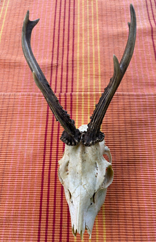 Rehgeweih bock reh geweih - reh,