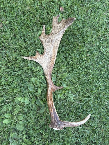 Abwurfstange damhirsch - abwurfstange,