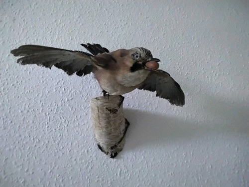 Eichelhäher präparat - eichelhäher,